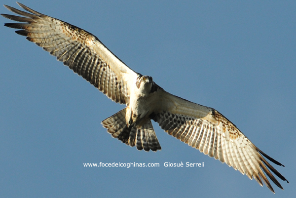 falco pescatore